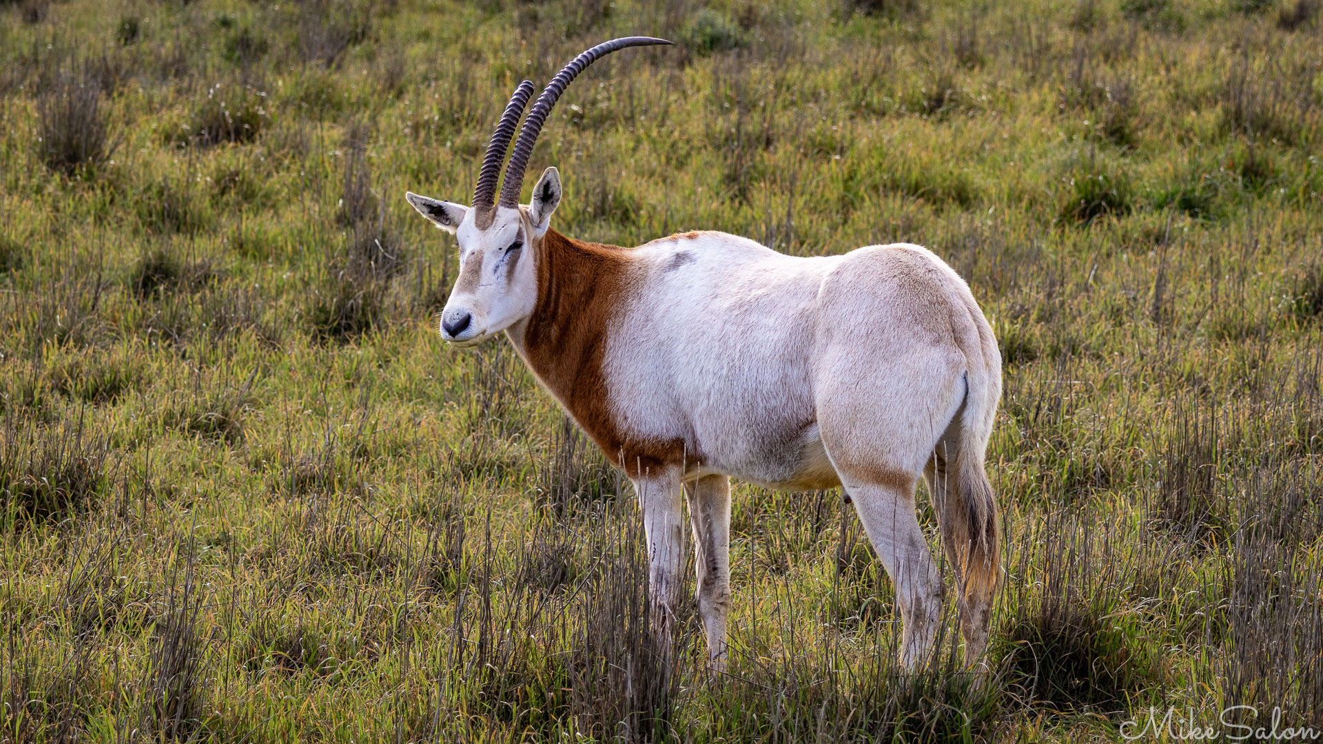 Scimitar‑horned oryx standing in open grassland, showing pale coat and chestnut shoulder patch with long curved horns. [2382]