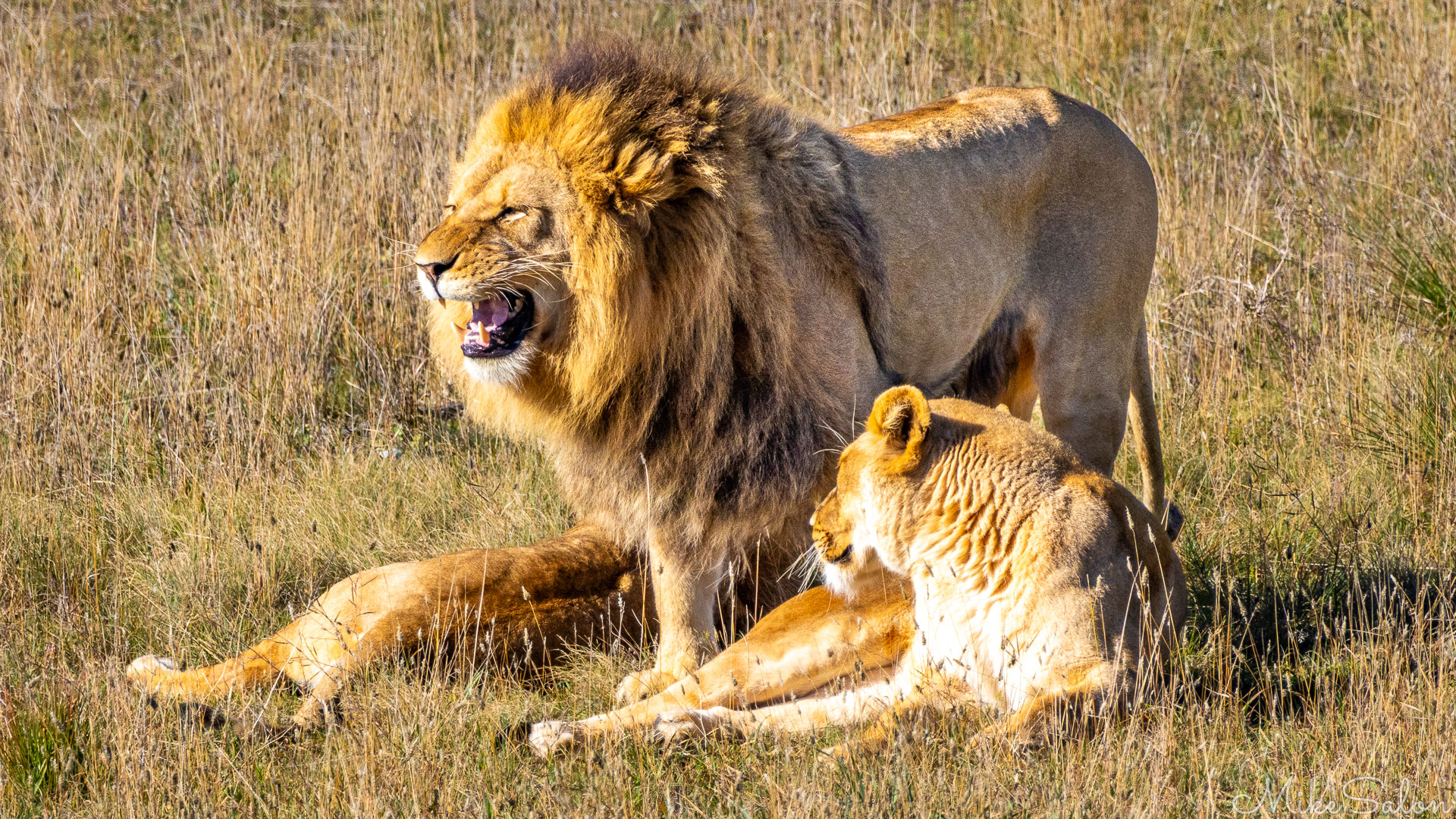 Male and female lions sitting together on dry grassland, the male’s mane illuminated by sunlight. [2817]