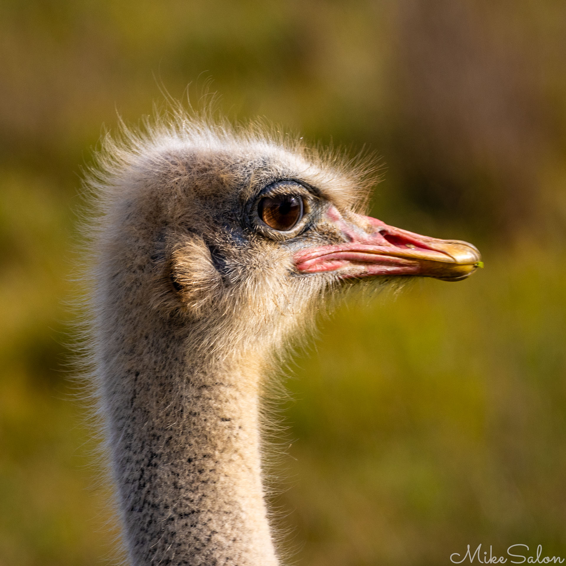 Close‑up of an ostrich head and neck with bright eyes and pinkish beak against a blurred background. [2418]