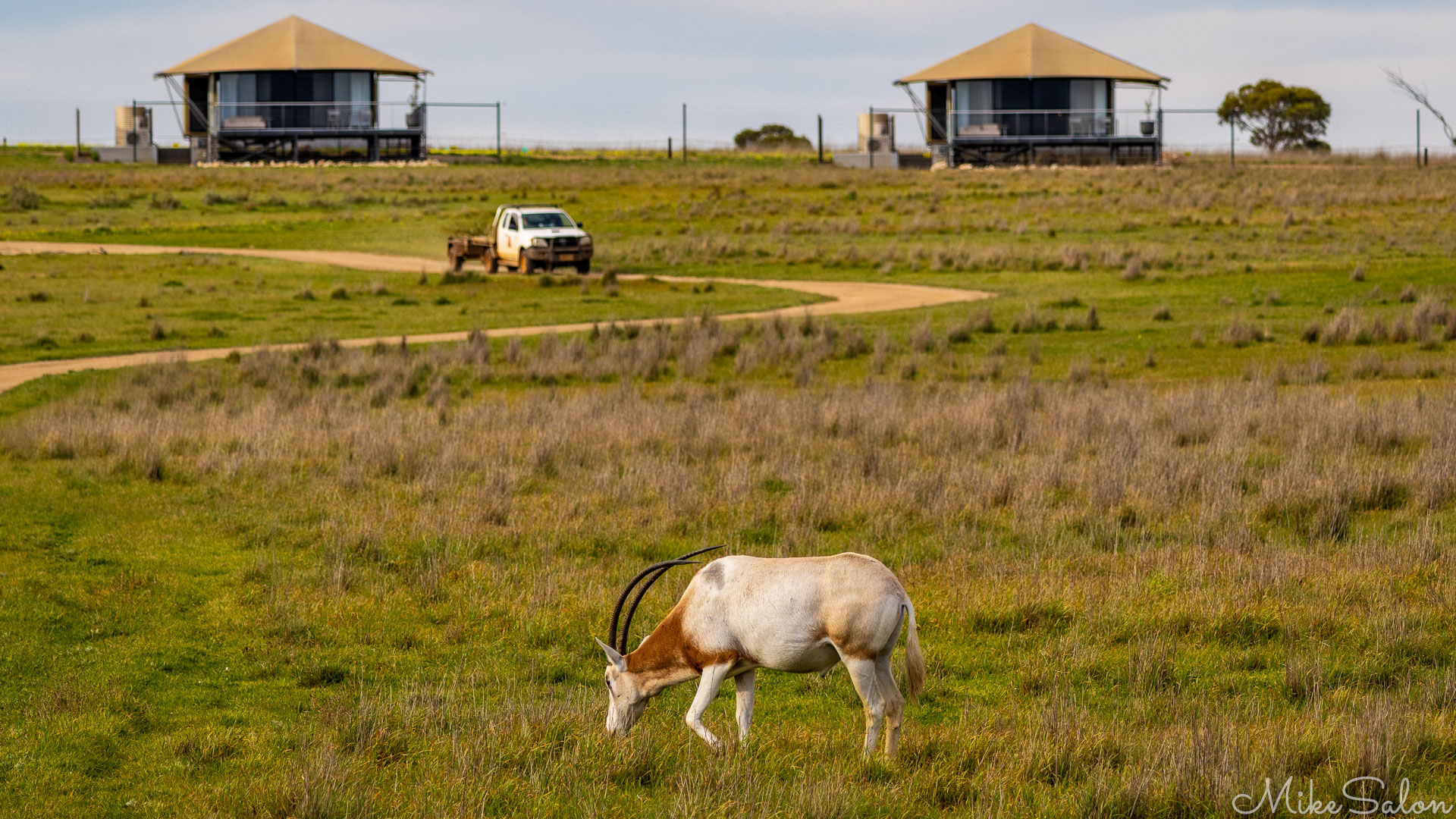 Oryx enjoying the grass approached by a zoo-keeper's truck and with tents in the background. [2391]