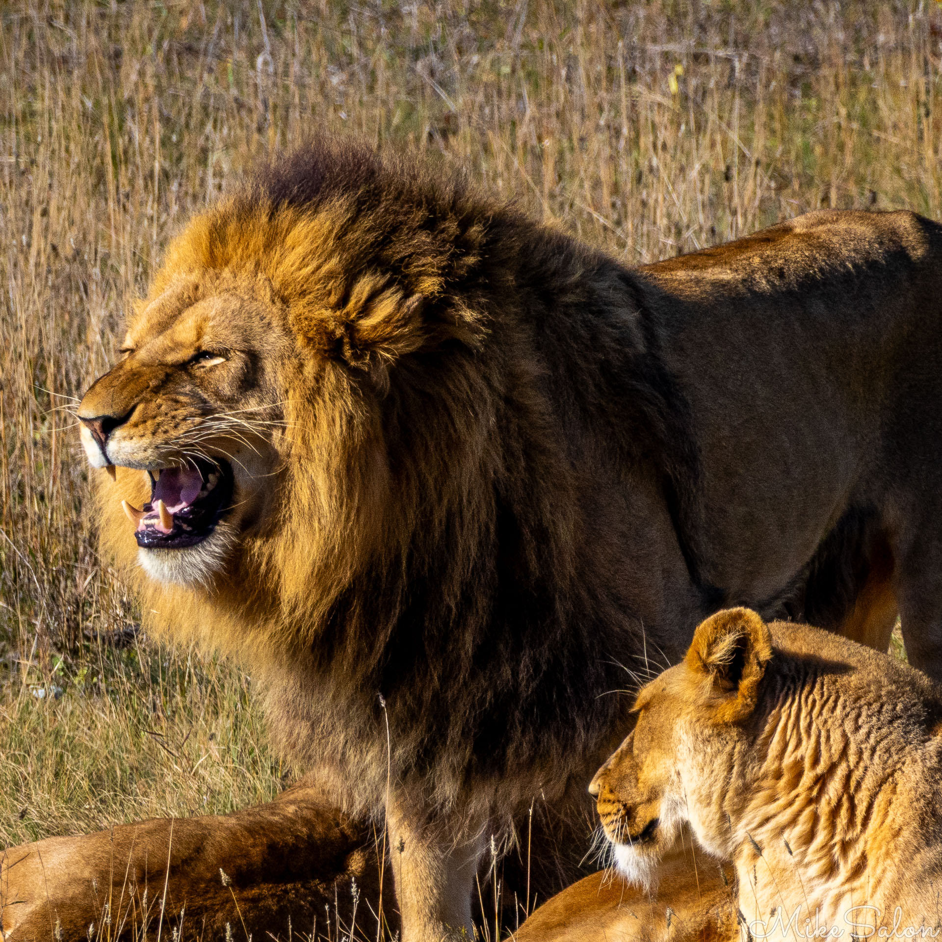 Male and female lions sitting together on dry grassland, the male’s mane illuminated by sunlight. [2818]