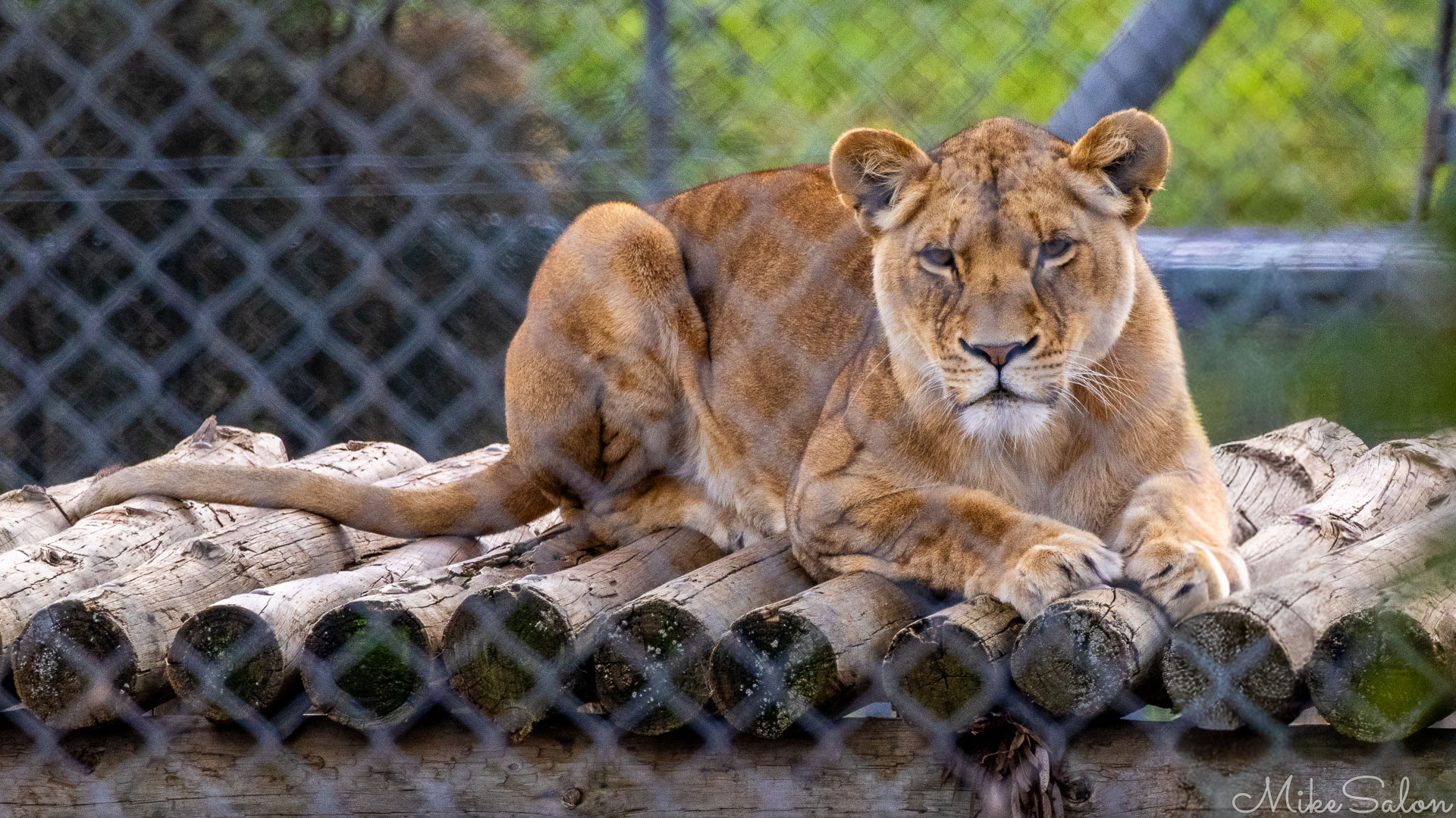 Lioness lying on a wooden platform inside an enclosure, gazing forward through a chain‑link fence. [2764]