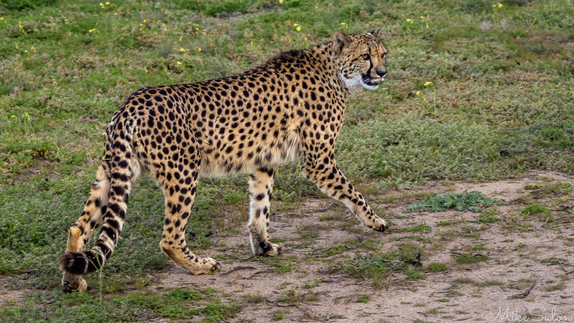 Cheetah walking across grassy ground, showing slender build, spotted coat, and long tail with black rings. [2488]