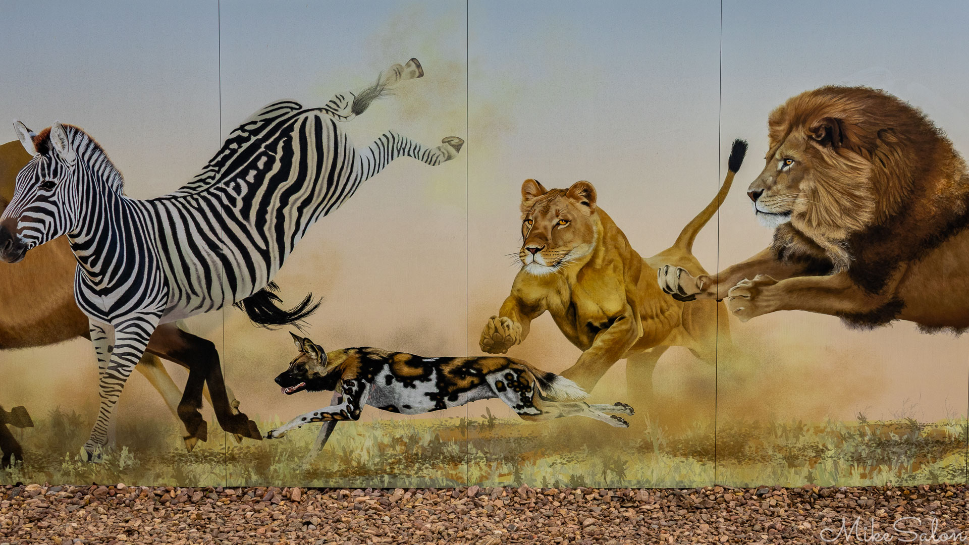Mural showing a zebra, painted dog, lioness, and lion in a dynamic chase scene across a savanna backdrop. [2722]
