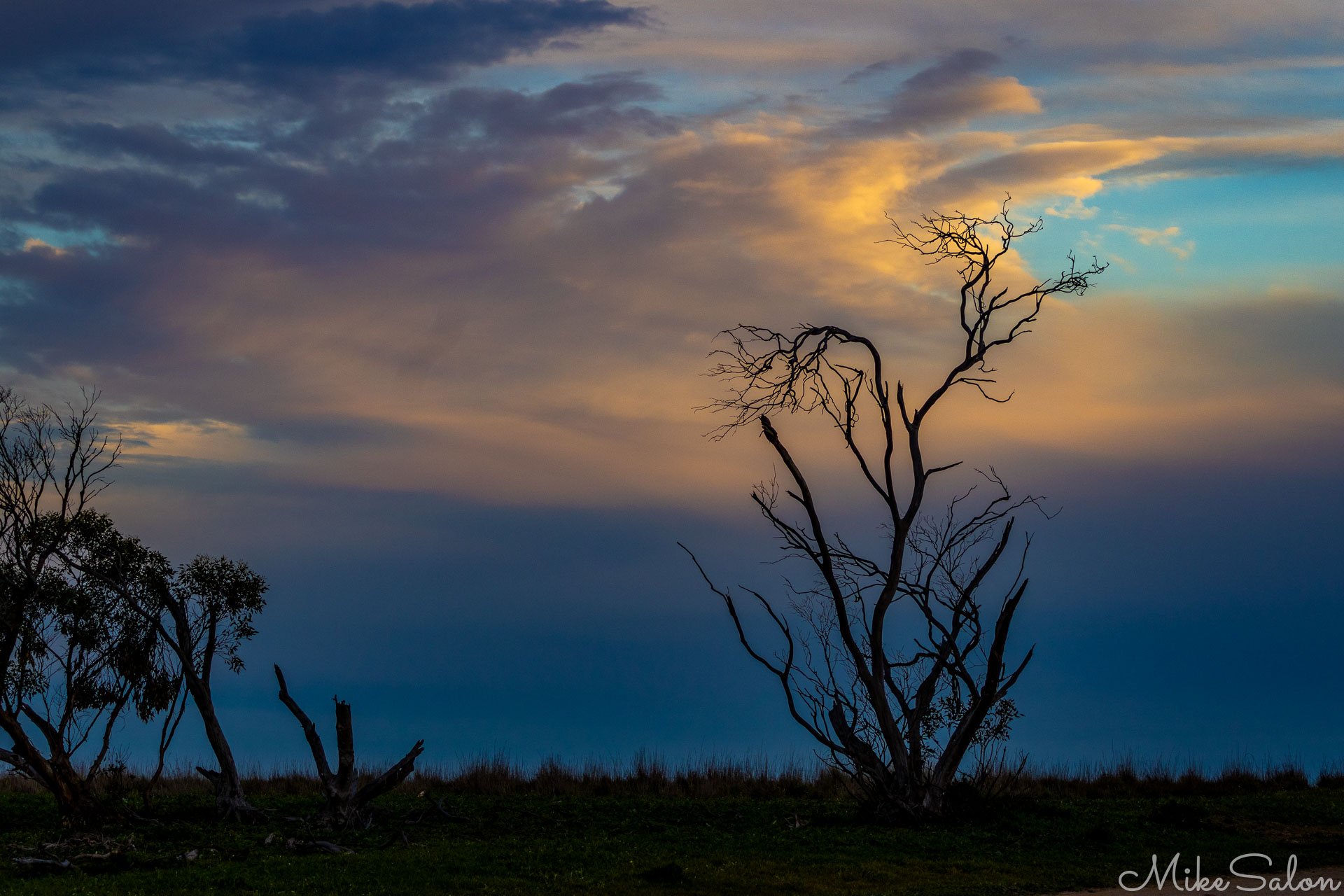 Dead trees in silhouette with a dark, threatening sky at sunset. [2582]