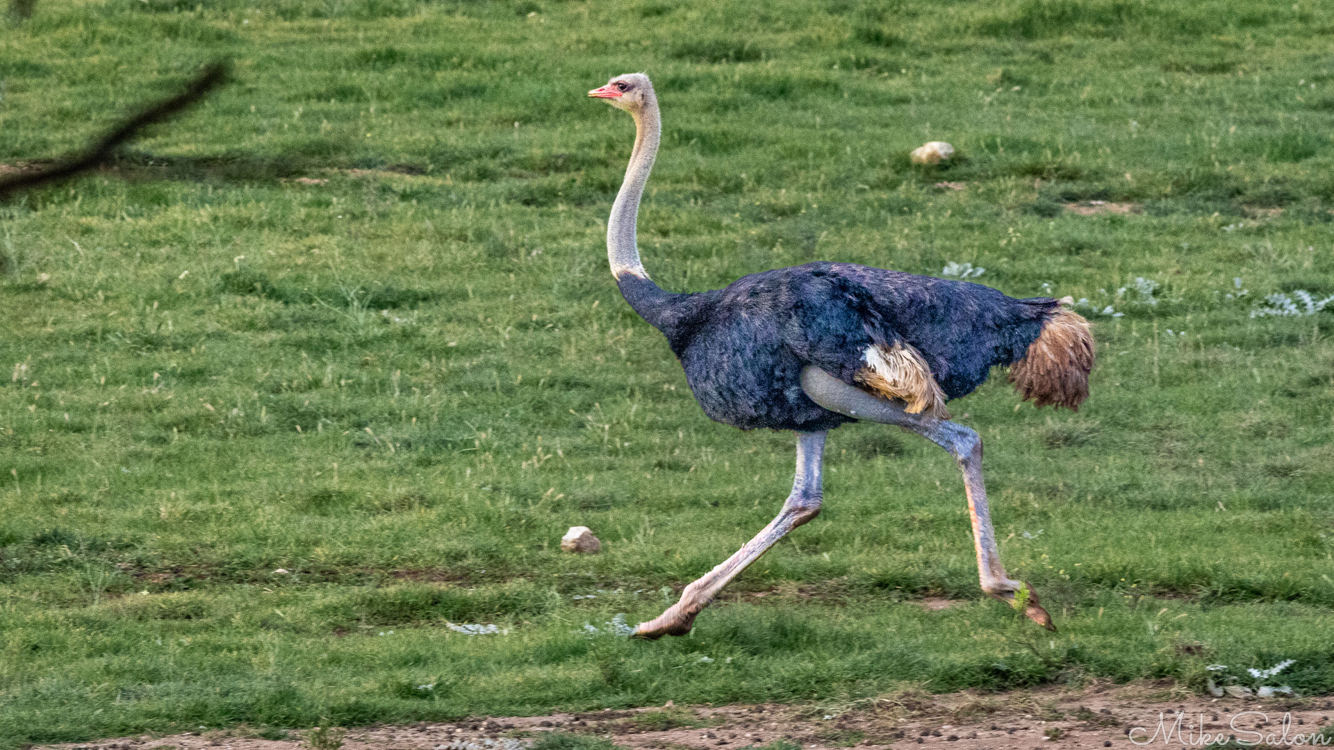 Ostrich running across grassy ground, showing long legs and dark plumage in motion. [2533]