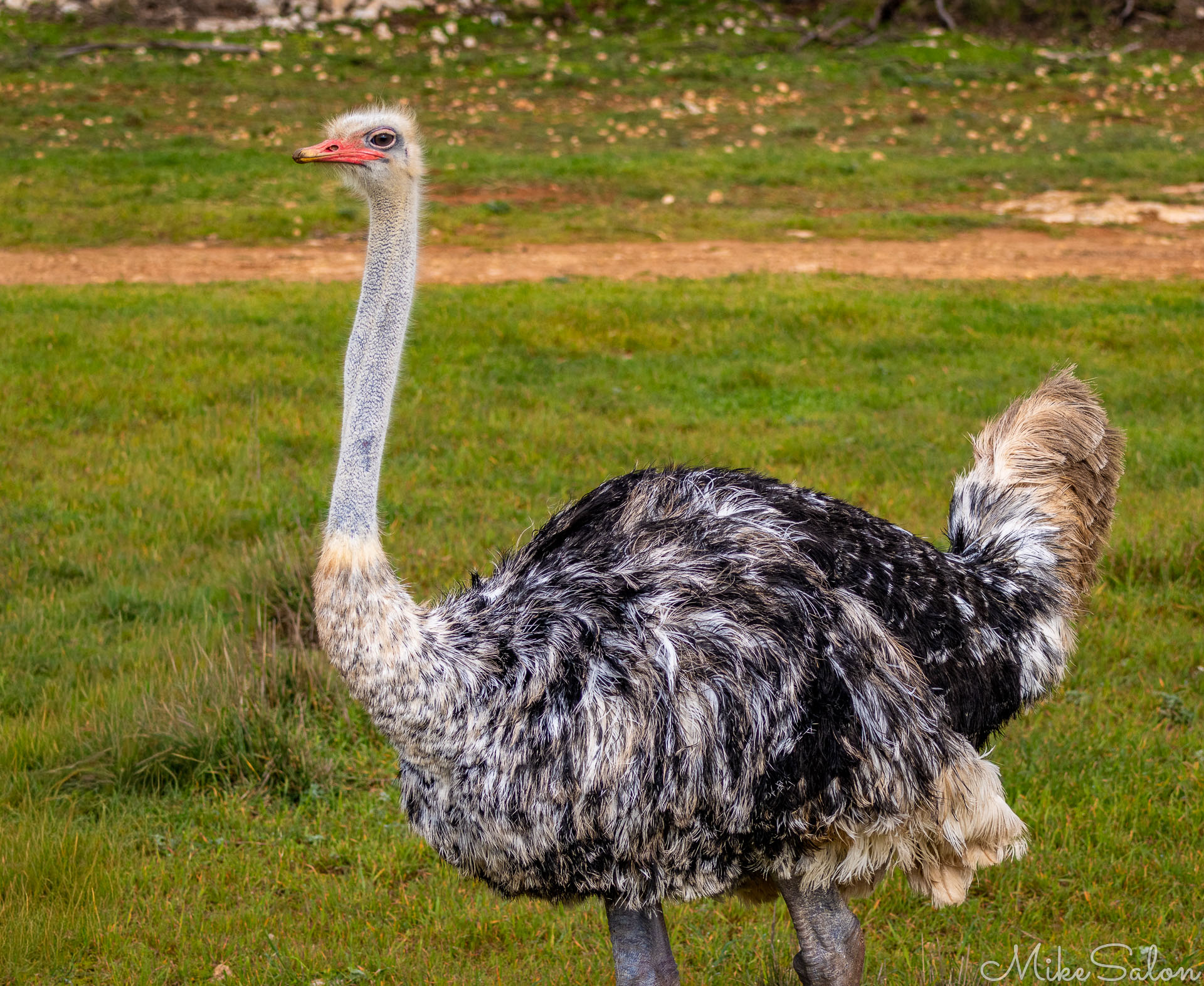 Ostrich standing on grass with raised tail feathers and dark, shaggy coat under sunlight. [2751]