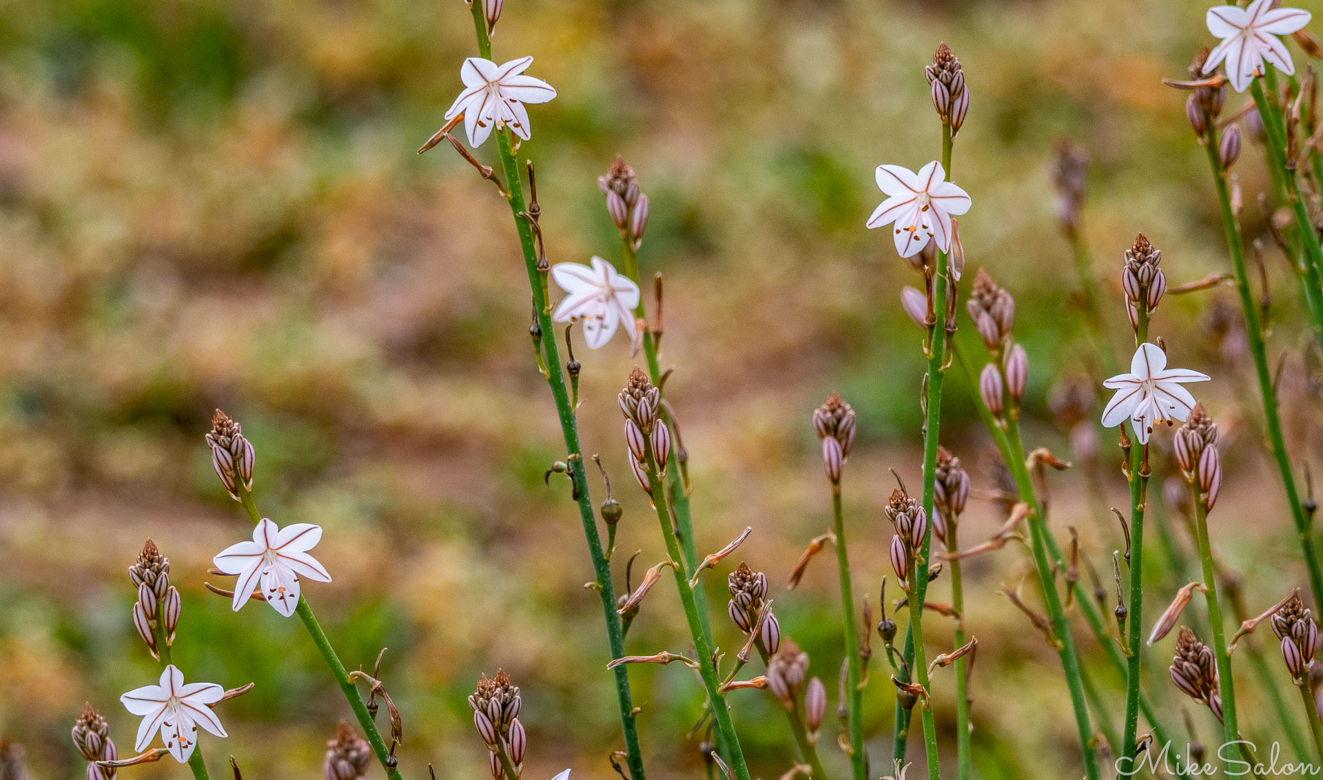 Cluster of tall green stems bearing small white flowers with pink stripes, growing in grassy field. [2717]