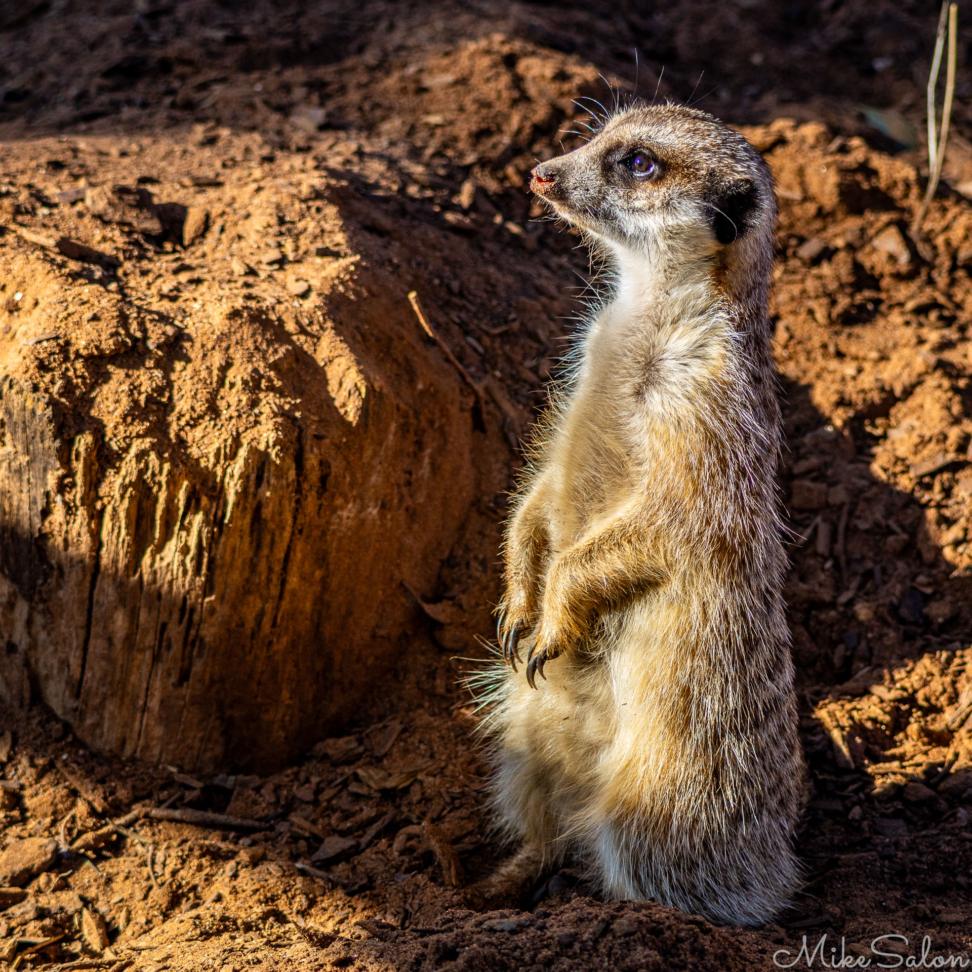 Meerkat standing upright on hind legs beside sandy burrow, lit by warm sunlight, watching attentively. [2590]