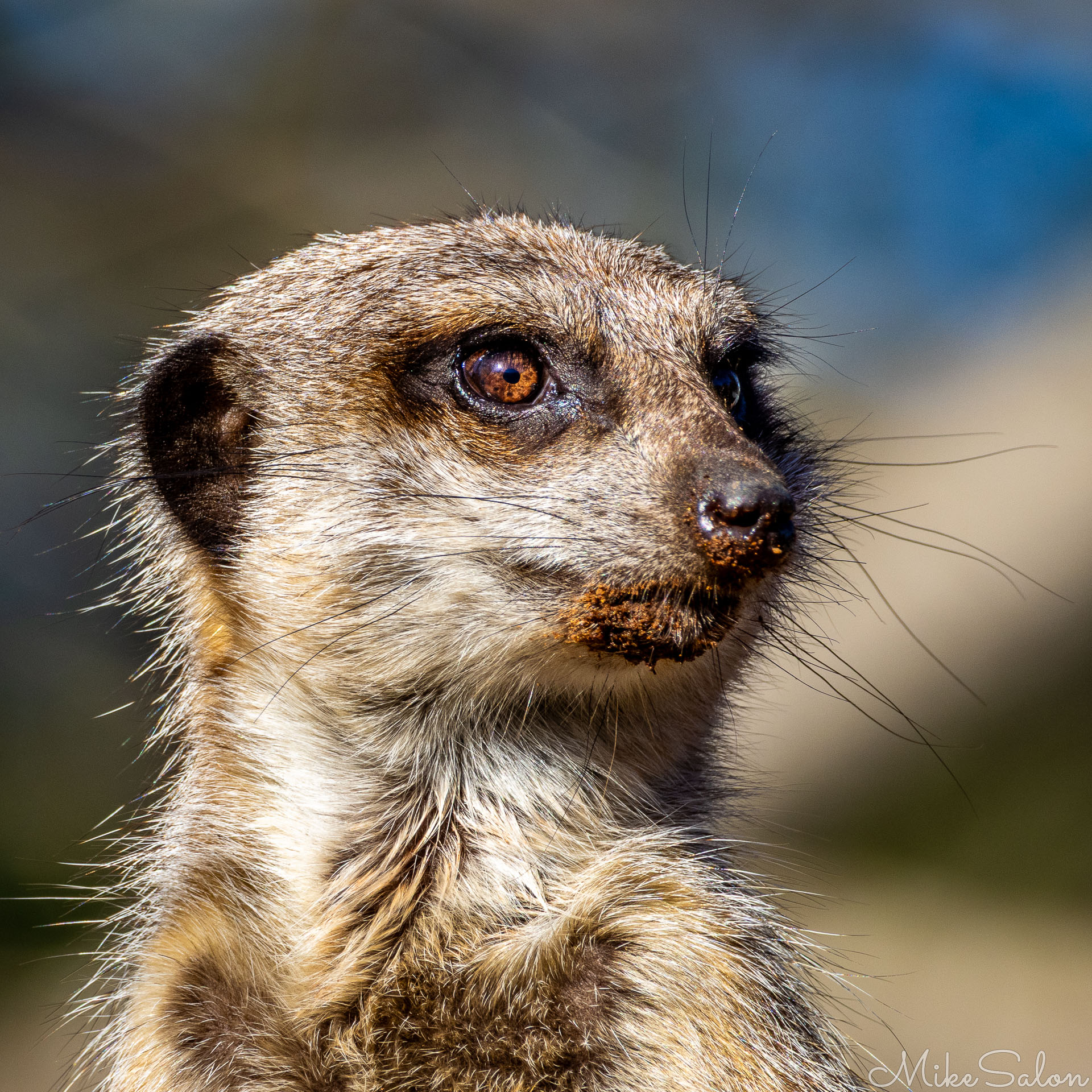 Close‑up of meerkat’s head with soil on nose and whiskers, showing detailed fur texture and bright eyes. [2599]