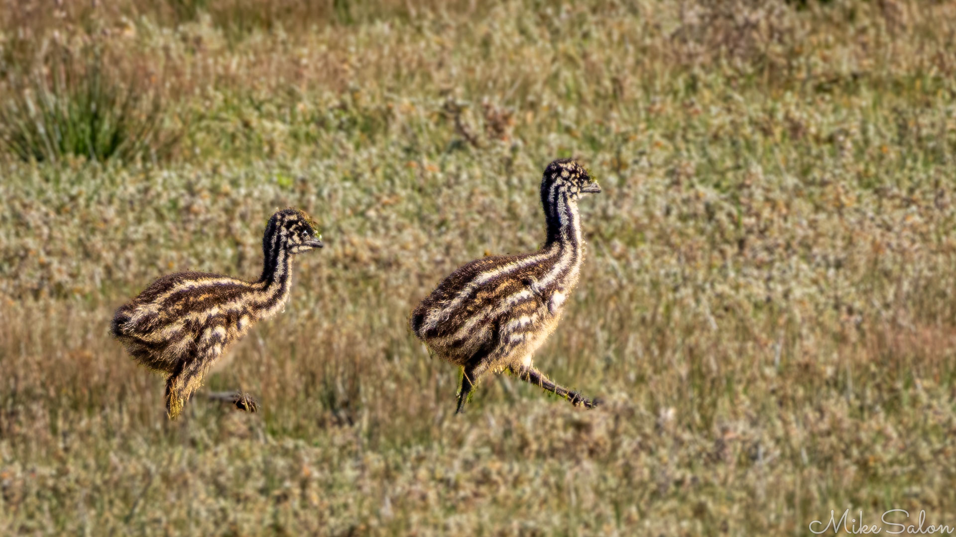 Pair of young emu chicks with brown and cream stripes walking on grassy ground, showing long necks and legs. [2786]
