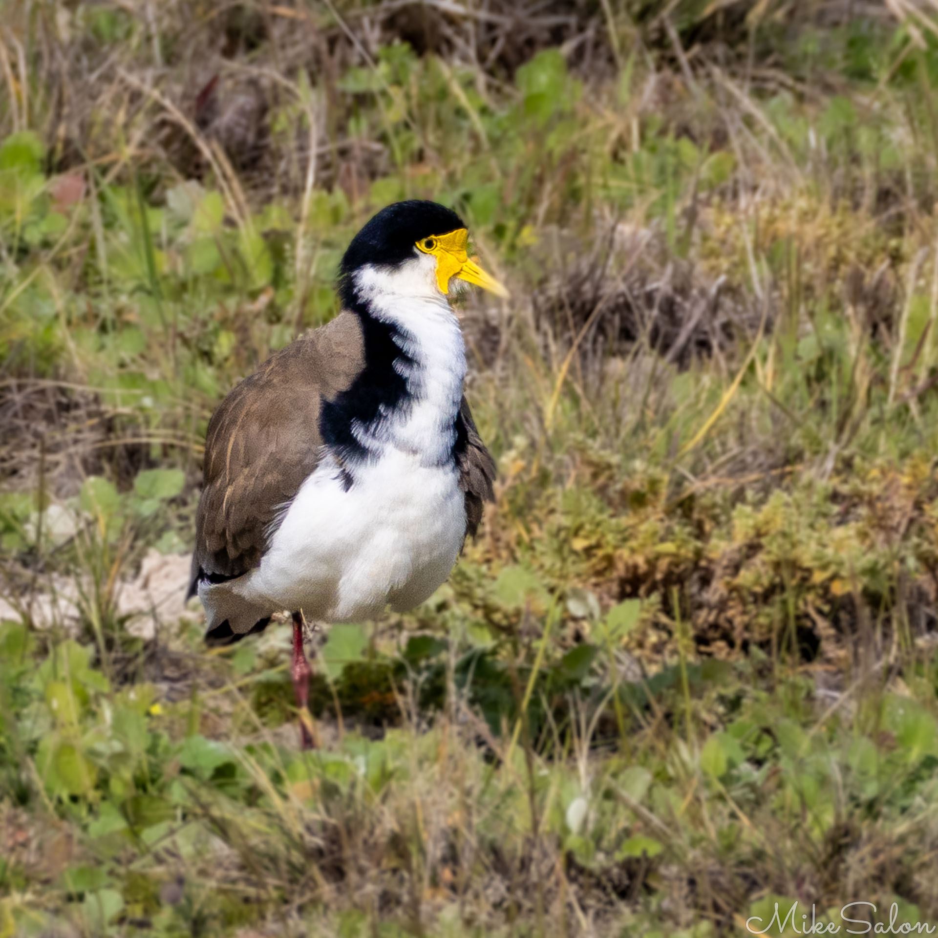 Adult masked lapwing with yellow facial wattles standing on grassy terrain, facing left. [2375]
