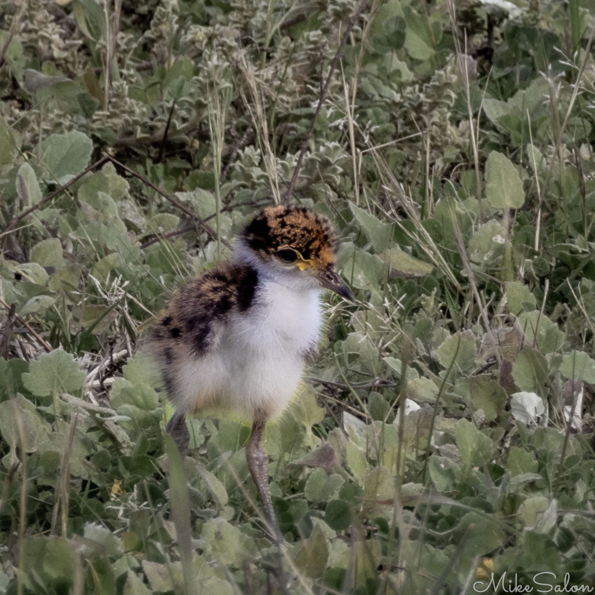  Fluffy masked lapwing chick with brown and white plumage standing among green leaves and stems. [2371]