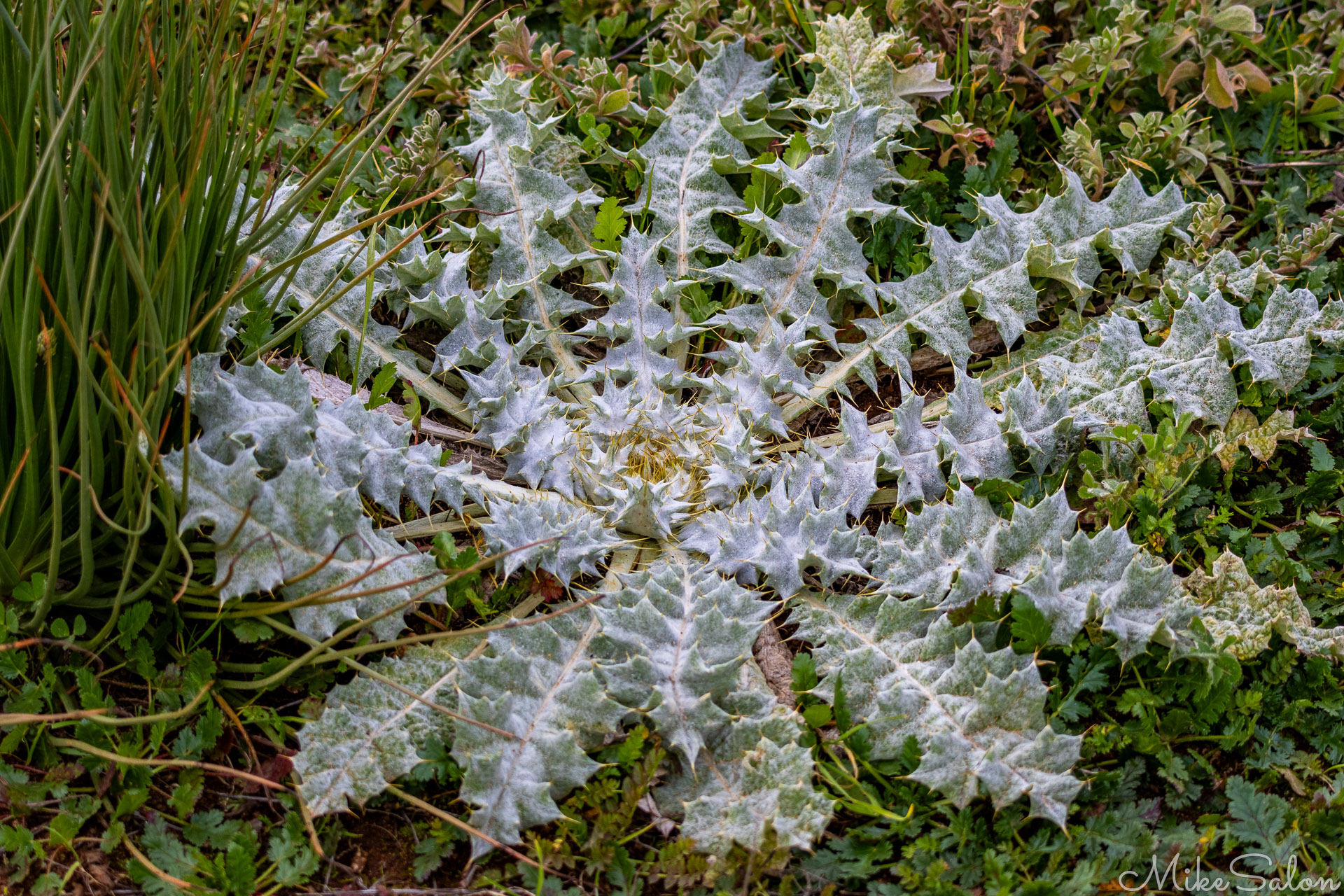 Silvery thistle-like plant with spiny leaves forming a circular rosette on the ground among green vegetation. [2716]