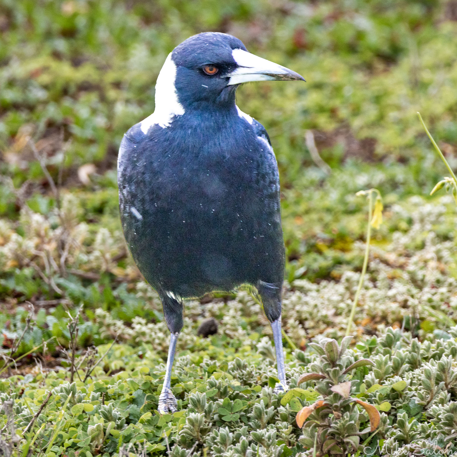 Australian magpie standing on low green vegetation, showing black body, white nape, and reddish eyes. [2714]
