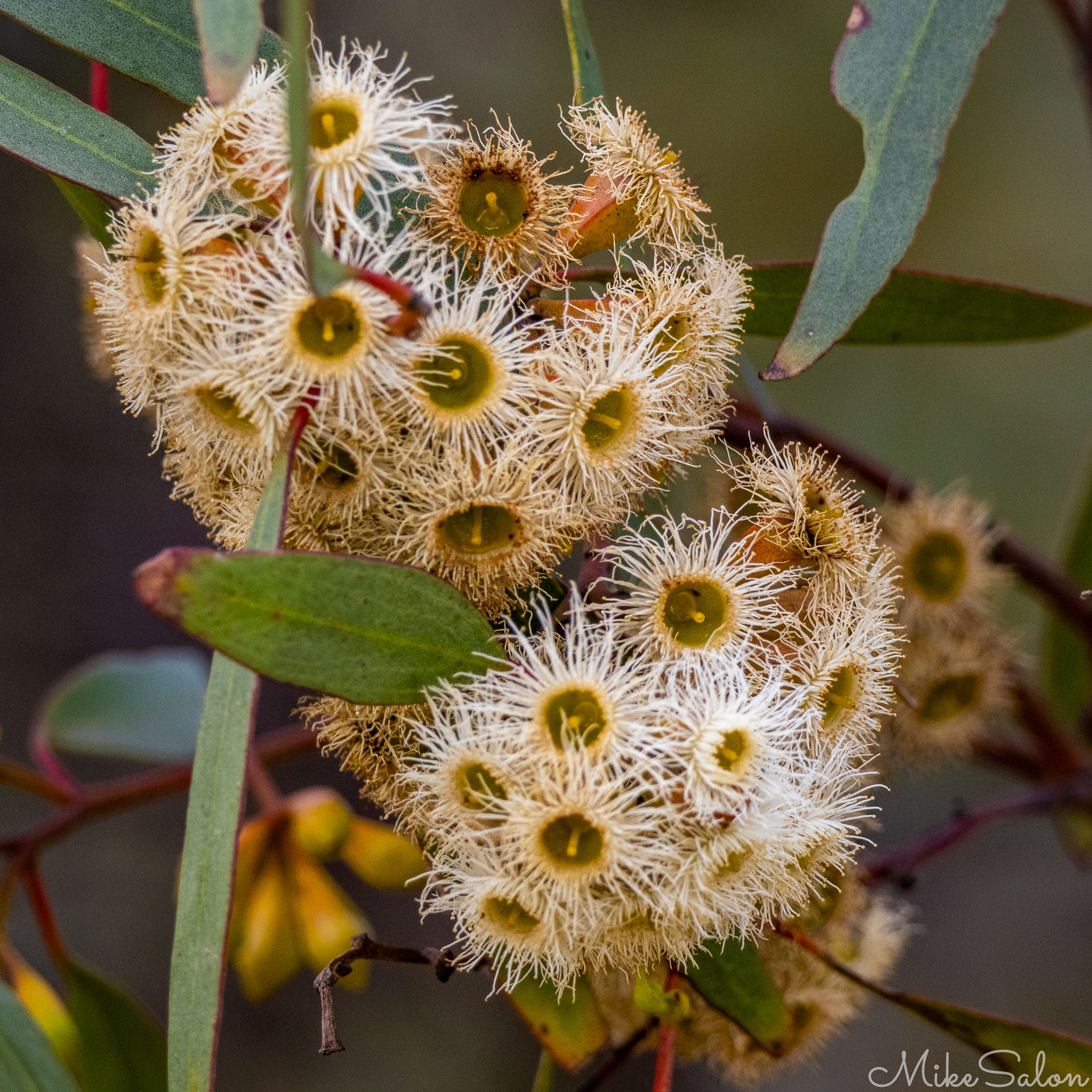 Close‑up of eucalyptus flowers with white filaments and yellow centers surrounded by green leaves. [2718]