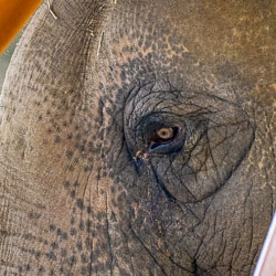 The eye tells the story — deep creases and a gaze that seems weary, thoughtful, and a little sad. [2883]