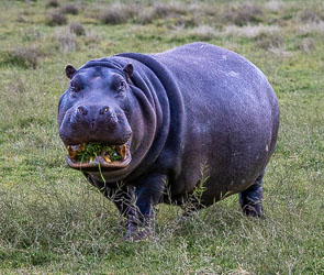 A hippo mid‑chew, proving that even the most formidable jaws can look oddly cheerful when full of salad. [2546]