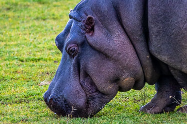 Head down and unhurried, this hippo works through the lawn one mouthful at a time — a portrait of calm persistence. [2559]