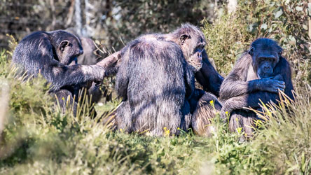 A family conference in full swing — seconds later, everyone leapt up and sprinted off, proving that chimpanzee meetings end much like human ones: suddenly and with no clear resolution. [2611]