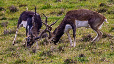 Two males lock horns in a ritual test of strength — a graceful contest rather than a fight. [2520]