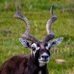 A mature male blackbuck pauses mid‑graze, his corkscrew horns catching the light — a proud native of India’s open grasslands and plains.. [2527]