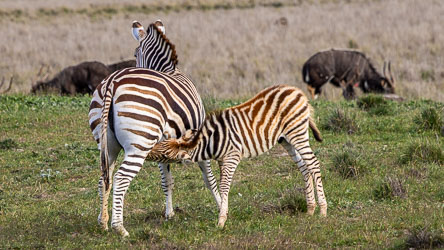 A young zebra nurses under watchful eyes, its brown stripes still soft and new — a reminder that even patterns mature with age. [2478]