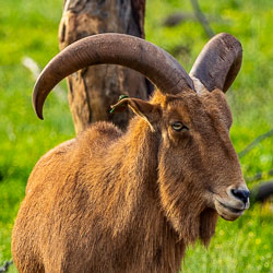 A Barbary sheep, or aoudad, surveys the grassland — its sweeping horns and russet coat built for rocky North African heights. [2498]
