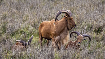 A small herd of Barbary sheep pauses in the dry grass, their calm stance belying the rugged instincts of cliff dwellers. [2481]