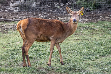 A young red deer pauses, alert and cautious — the soft coat and smaller frame hinting at early maturity. [2248]