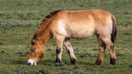 Przewalski’s horse — stocky, self‑contained, and seemingly content to graze. The world’s only truly wild horse, unrideable and untamed, yet here at Monarto it spends its days much like any domestic cousin: head down, grass in mouth, a small bird hitching a ride unnoticed. [2268]