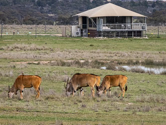 A group of Common Eland graze peacefully near one of Monarto’s safari lodges, their tawny coats glowing in the late light. The scene captures the park’s balance between comfort and wilderness — where visitors watch Africa’s largest antelope from the deck, just beyond the fence line. [2219]