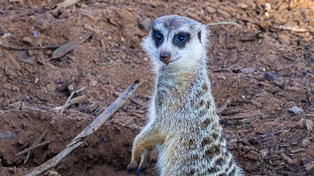 Taking a rest to check me out, this meerkat has been digging away feverishly. [2594]