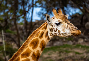 Giraffe viewing the world from his high vantage point. [2921]