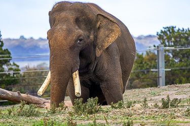 His tusks were trimmed for safety in transport, but the calm dignity remains — wires gone, serenity restored. [2896]