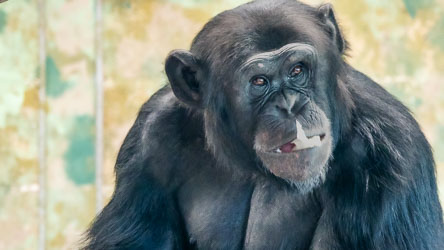 Mid‑meal and mid‑thought, this chimp’s expression feels almost human — a pause that invites us to wonder what passes through a mind so close to our own. [2856]