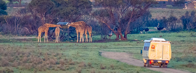 View from our tent of a Zulu bus passing a group of giraffes contentedly feeding. [2228]