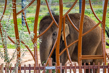 The new elephant enclosure at Monarto blends art and access — sculpted bars designed to bring visitors closer under keeper supervision. Here, the Asian elephant waits behind the patterned fence, a reminder that even the most carefully designed spaces can’t quite replace the freedom of the wild. [2889]