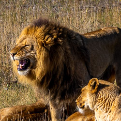 A lion and lioness rest in the open, the male’s mane catching the light — a portrait of calm authority on Monarto’s plains. [2818]