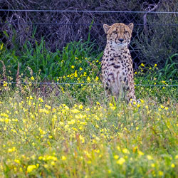 Framed by wildflowers and wire, the cheetah watches quietly — a reminder that protection and freedom often share the same space. [2449]