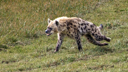 A spotted hyena breaks into its uneven gallop, responding to a keeper’s call — that peculiar rhythm of speed and strength that’s unmistakably its own. [2681]