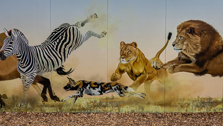 The painted dog steals the spotlight in this mural chase — far easier to photograph than the real ones, who were locked away behindbehind fences and showing only a pair of ears for the camera. Credit: Mural artwork at Monarto Safari Park Visitor Centre — commissioned by Zoos SA. [2722]