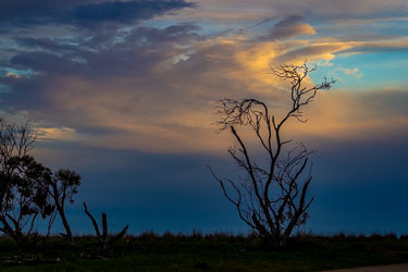 Dead trees make for a dramatic silhouette in front of sunset skies. [2582]