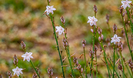 Slender stems topped with pale, striped flowers — onion weed, a quiet invader that still manages to look graceful in the open ground. [2717]