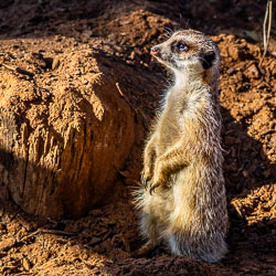 A meerkat stands alert at the burrow’s edge, sunlight catching its fur — the ever‑vigilant lookout of the colony. [2590]