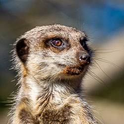 A close look at the meerkat’s face, still dusted from digging — a portrait of curiosity and hard work in miniature. [2599]