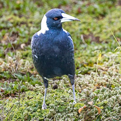 Common though they are, magpies always feel like old friends (except when they are swooping on you in springtime) — confident, intelligent, and perfectly at home among the grass and gum leaves. [2714]
