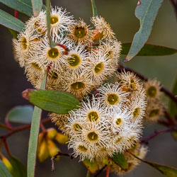 The gumnuts burst into their intricate fringe of stamens — a reminder that even the most familiar trees hide extraordinary detail when you look closely. [2718]