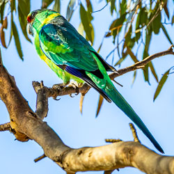 A swift flash of emerald and gold — the Superb Parrot, a fleeting guest among Monarto’s eucalypts, pausing just long enough to remind you that not all the park’s wildlife lives behind fences. [2789]
