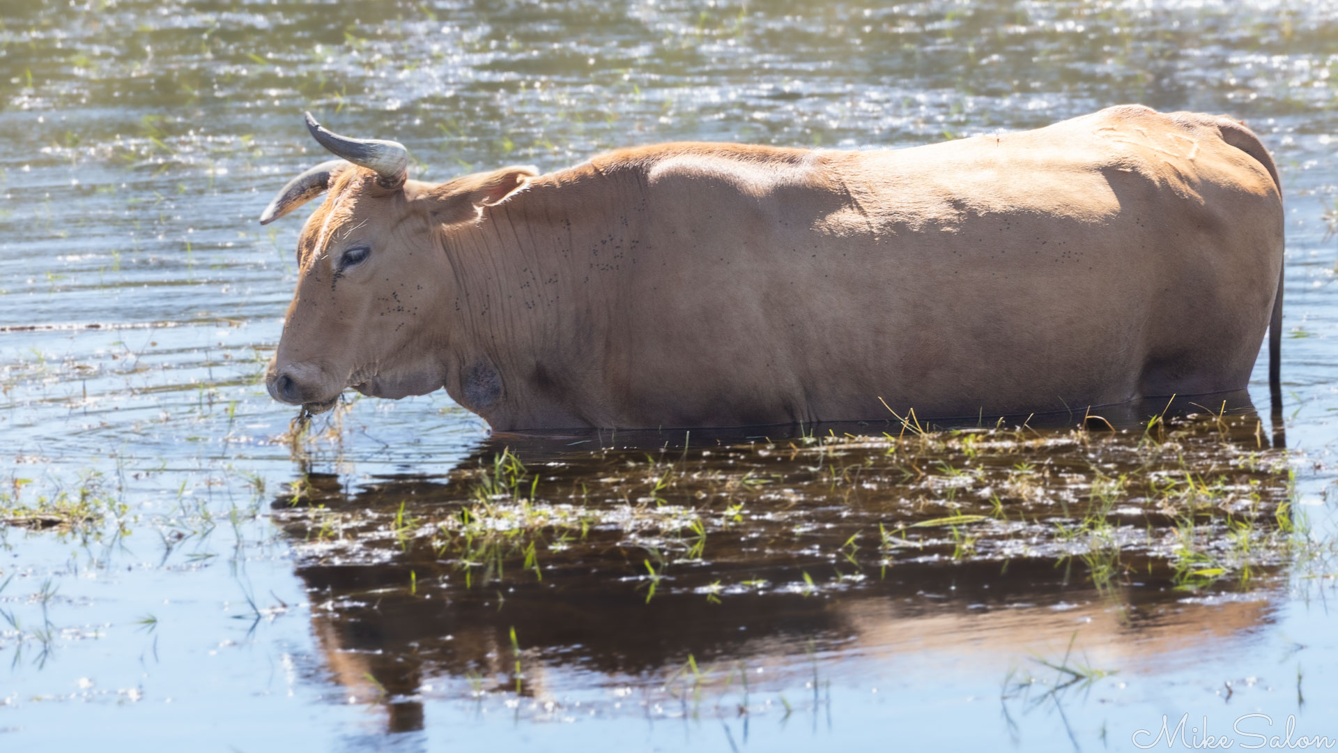 Bull having a feed in the water of Lake Moondarra. [6855]